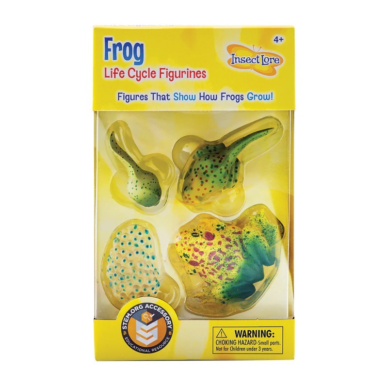 Insect Lore Frog Life Cycle Stages