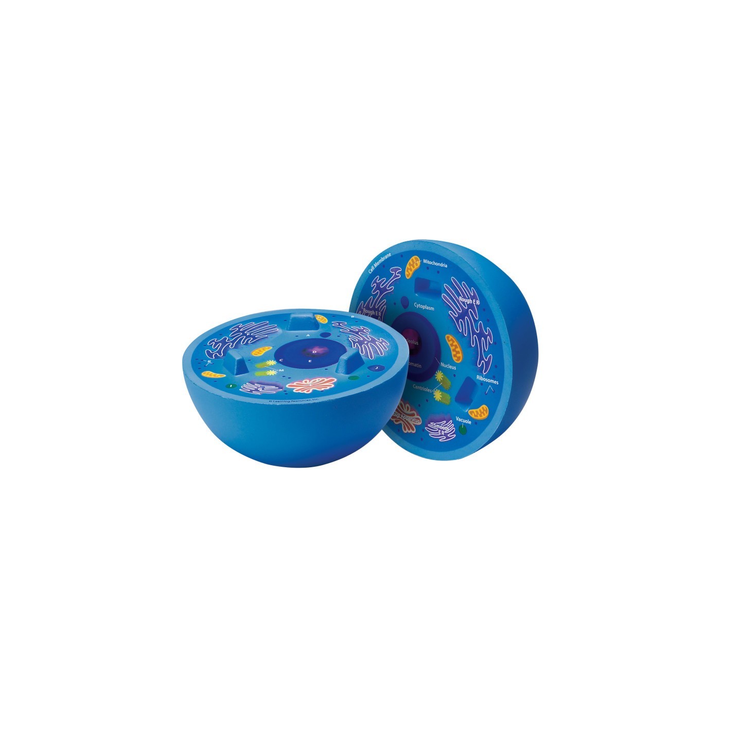 Learning Resources Cross-Section Animal Cell Model