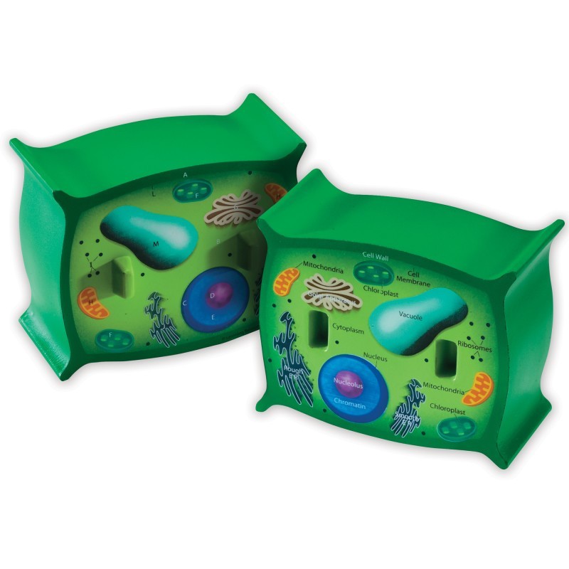 Learning Resources Cross-Section Plant Cell Model