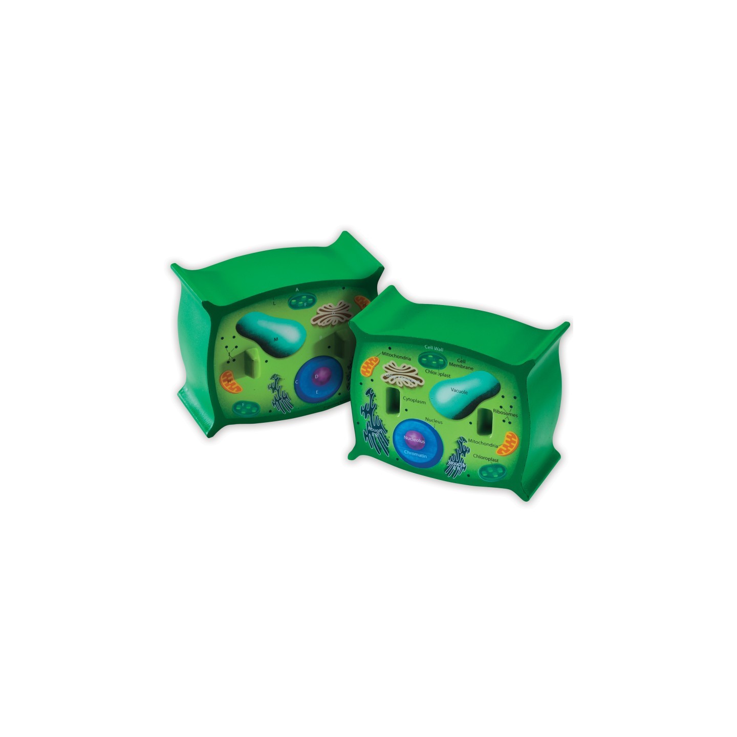 Learning Resources Cross-Section Plant Cell Model