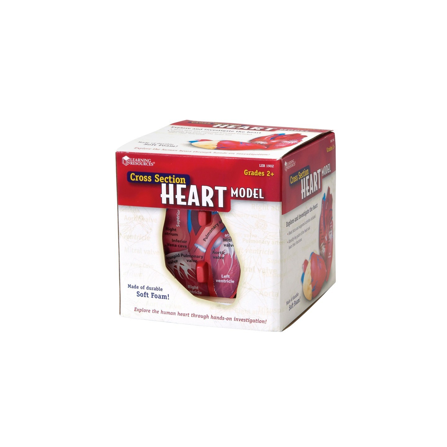 Learning Resources Soft Foam Cross-Section Human Heart Model