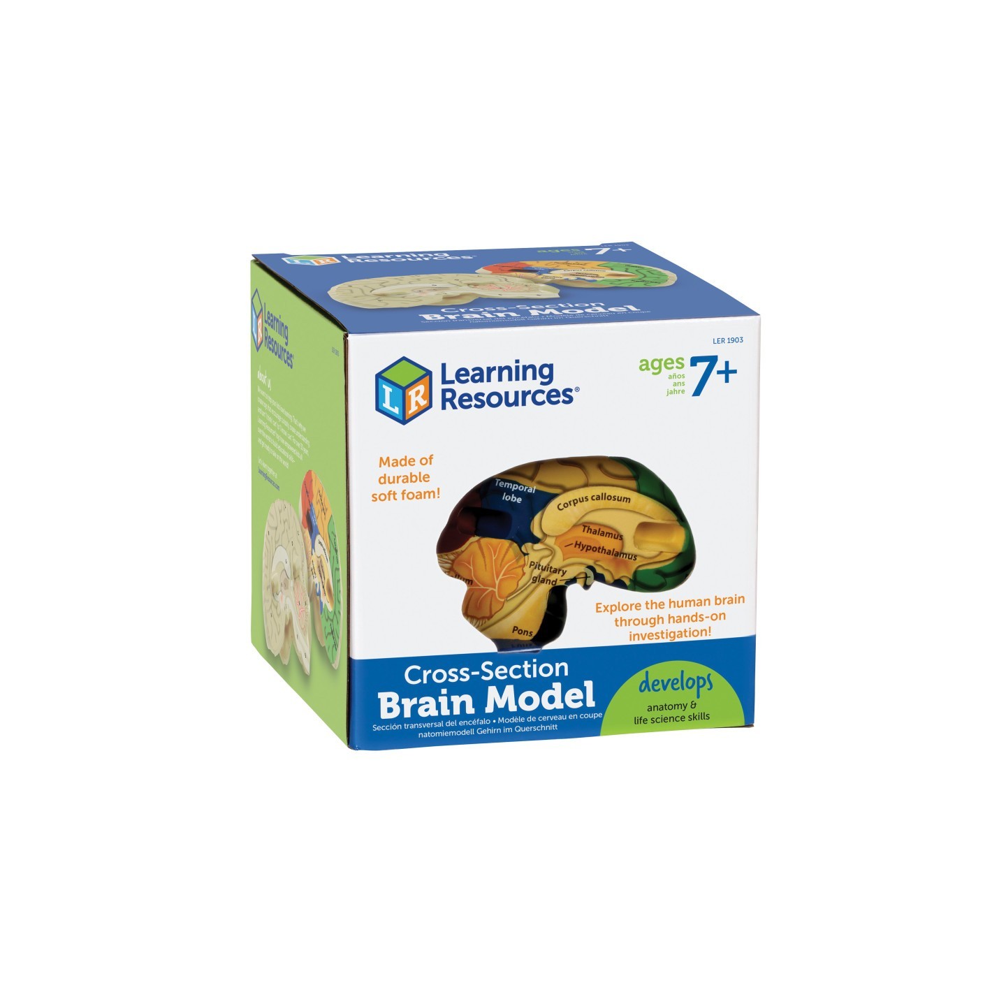 Learning Resources Soft Foam Cross-Section Human Brain Model