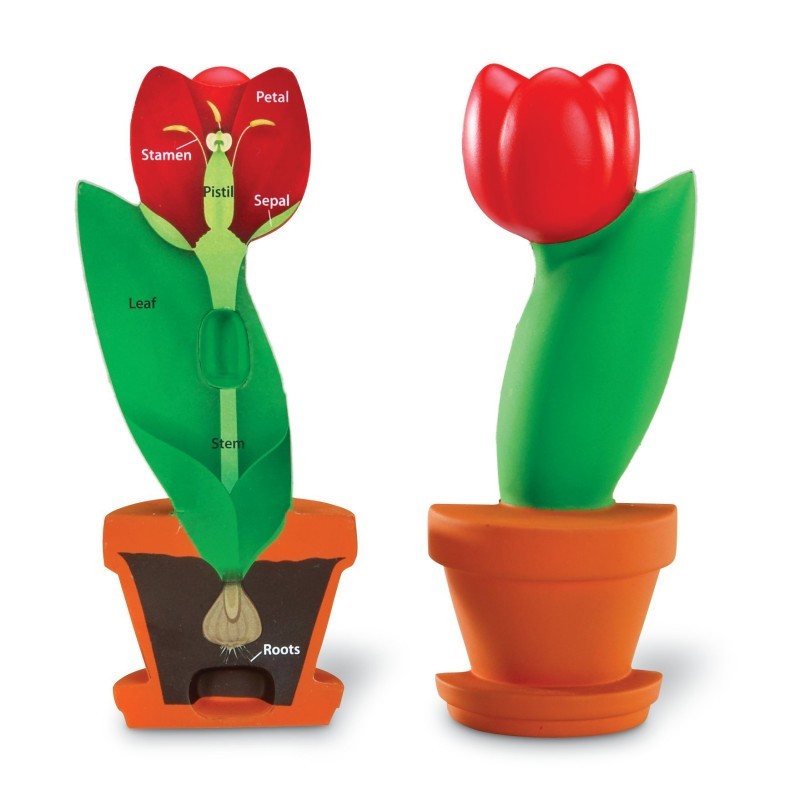Learning Resources Cross-Section Flower Model