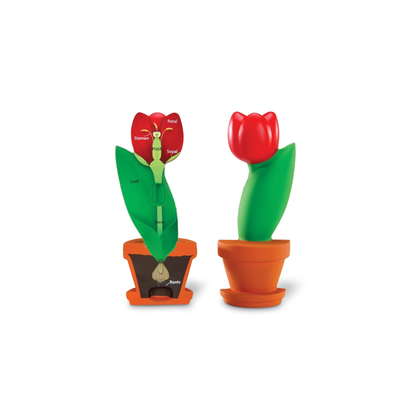 Learning Resources Cross-Section Flower Model