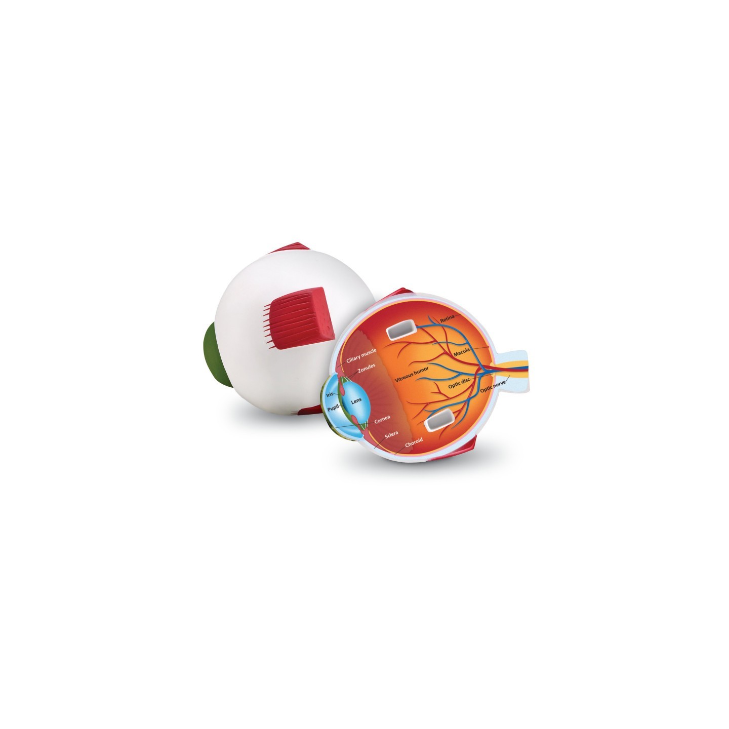 Learning Resources Soft Foam Cross-Section Eye Model