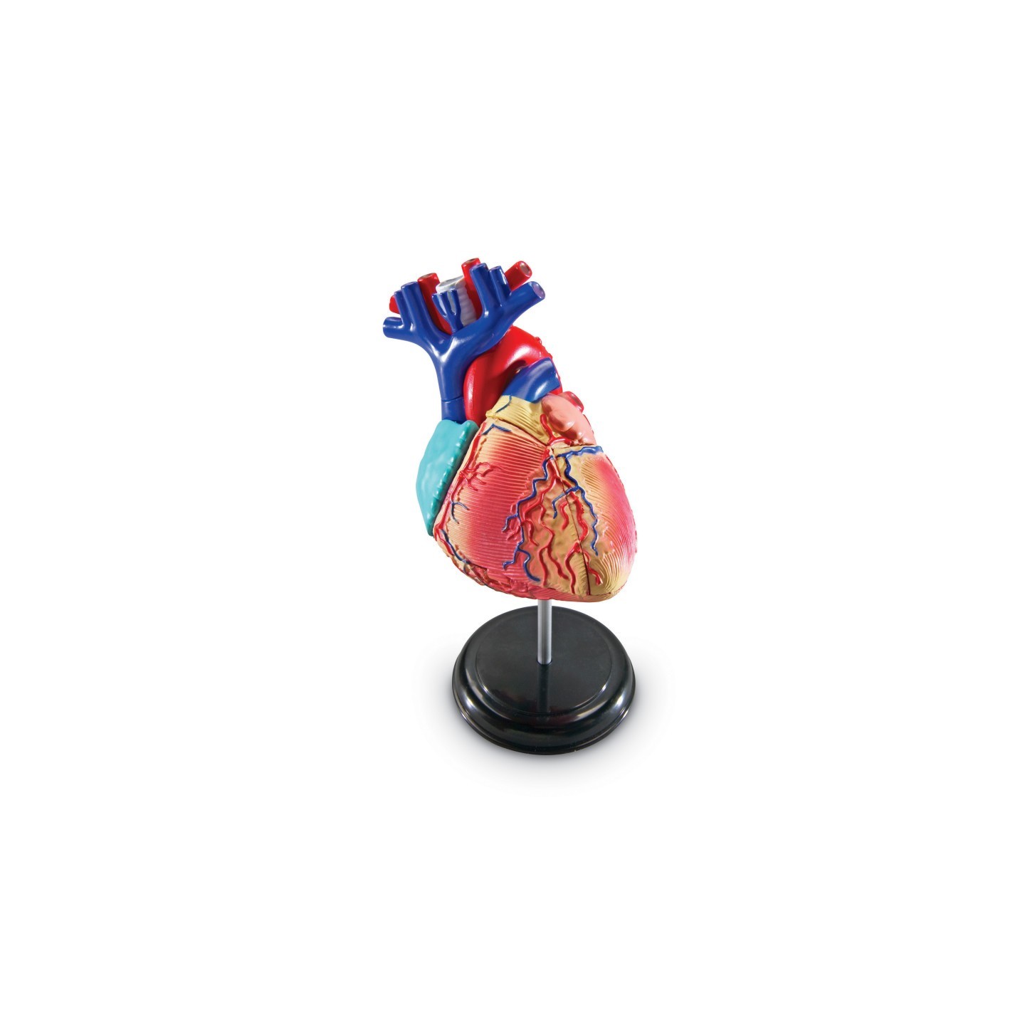 Learning Resources Heart Anatomy Model