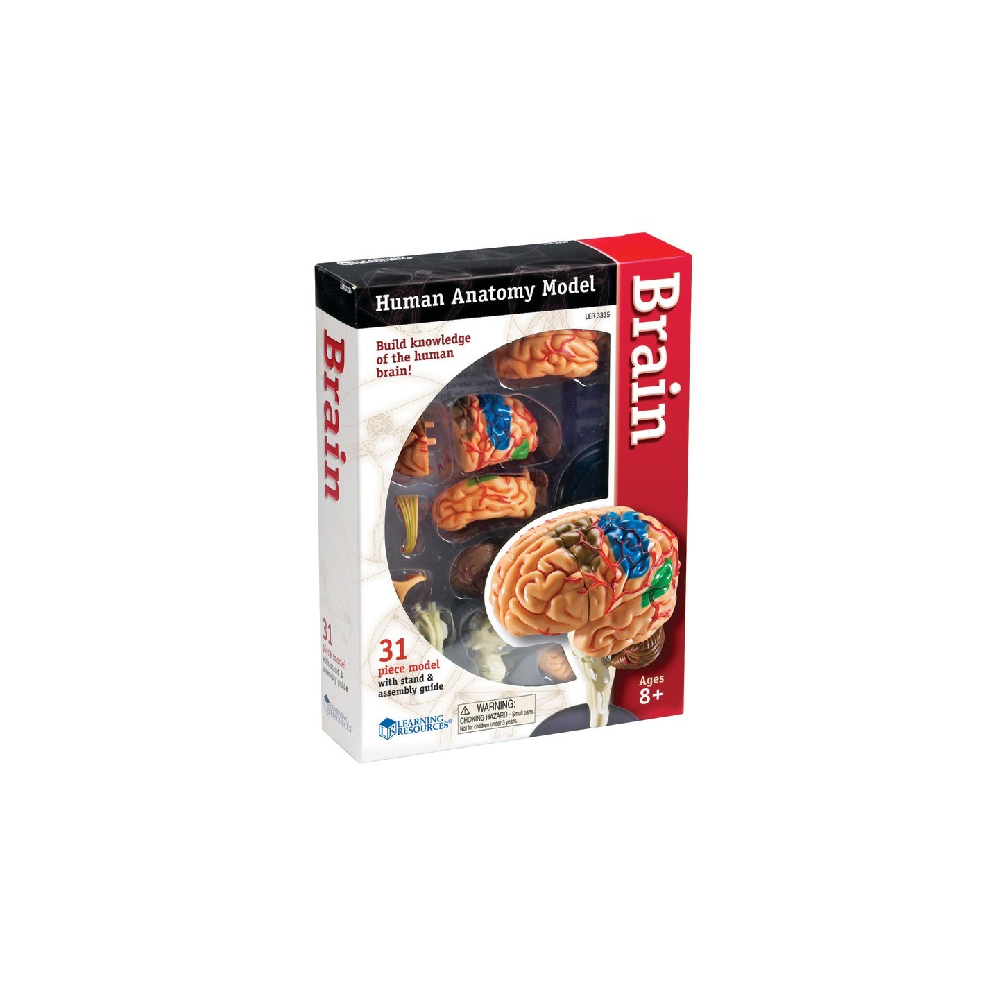 Learning Resources Brain Anatomy Model, 31 Pieces