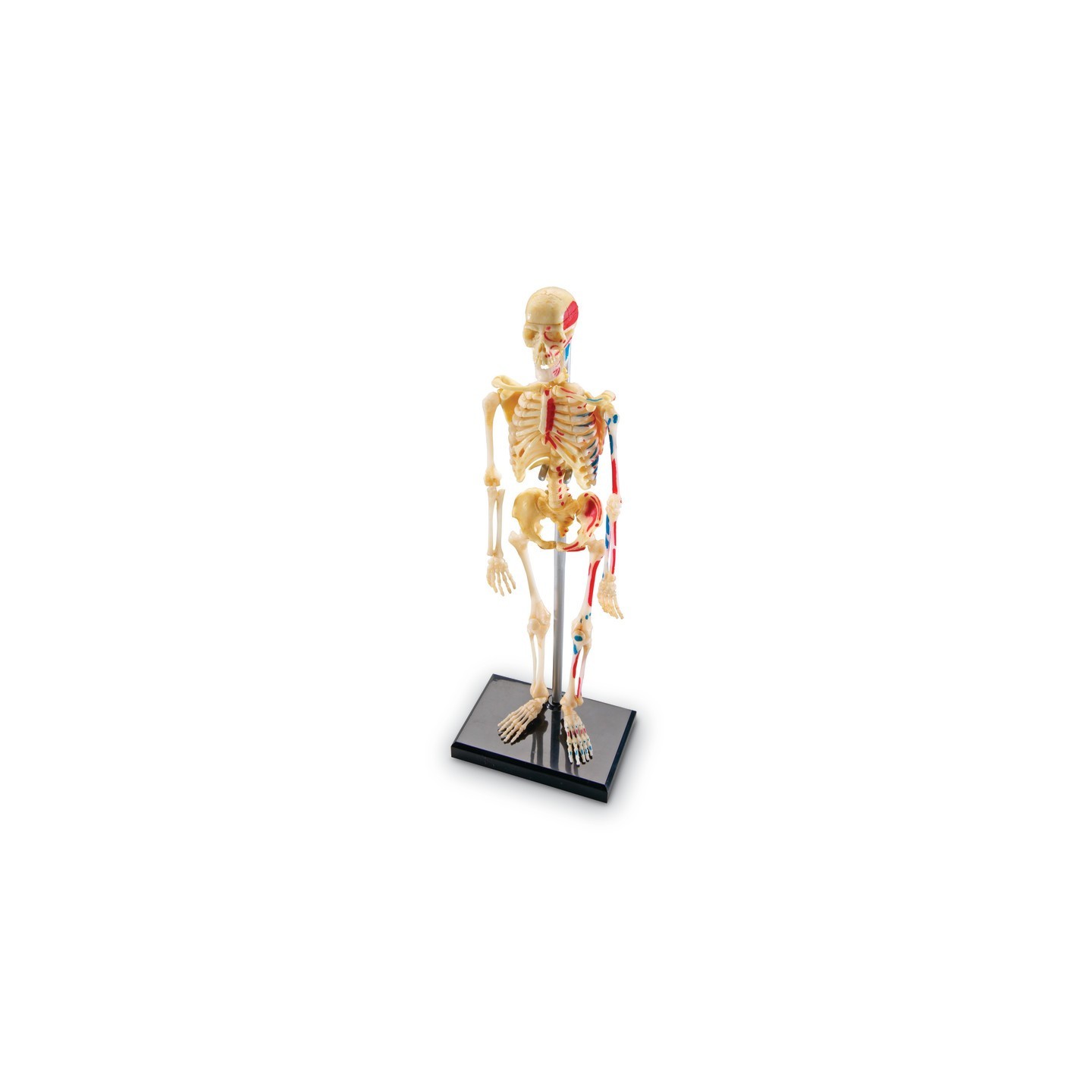 Learning Resources Human Skeleton Model, 41 Pieces