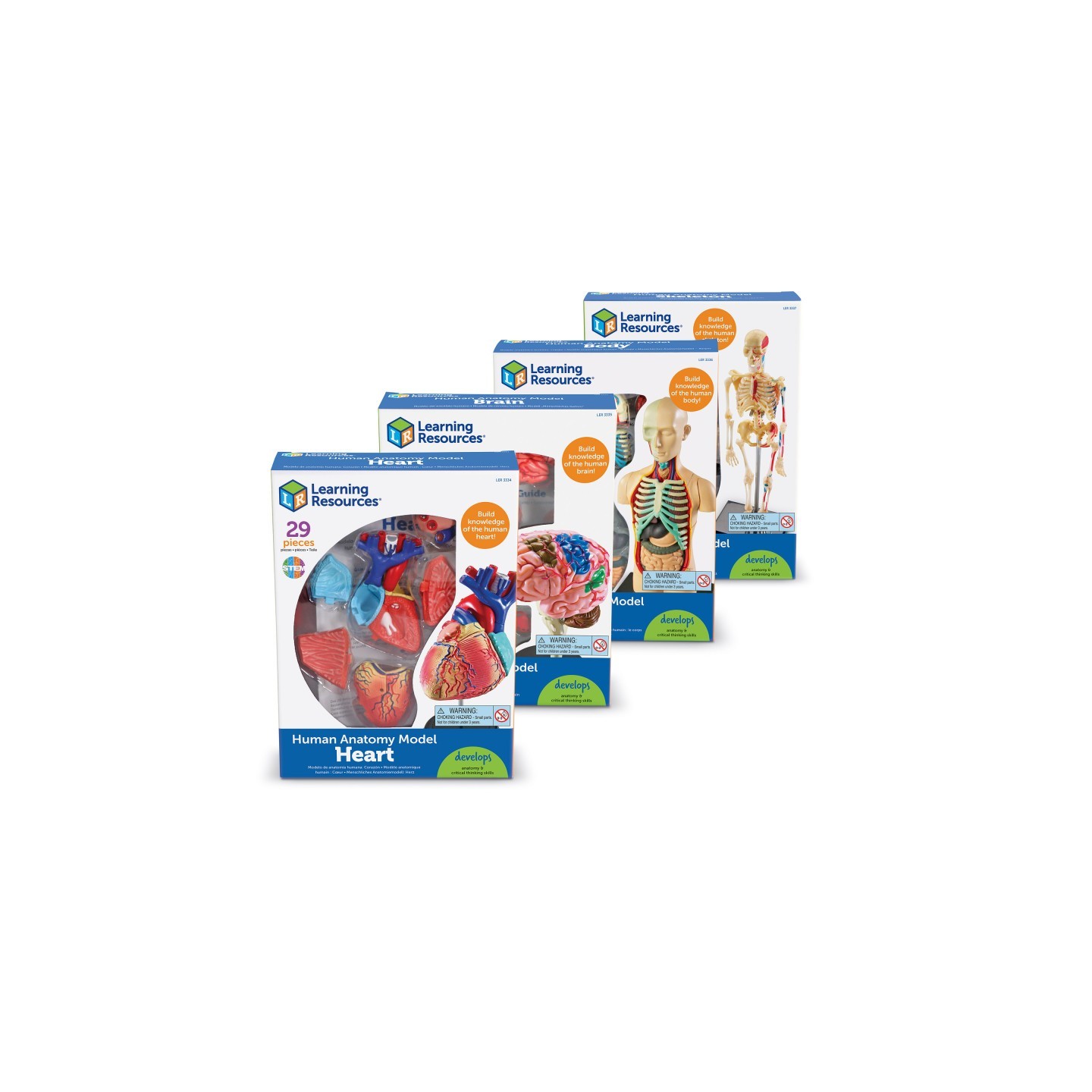 Learning Resources Anatomy Models Set