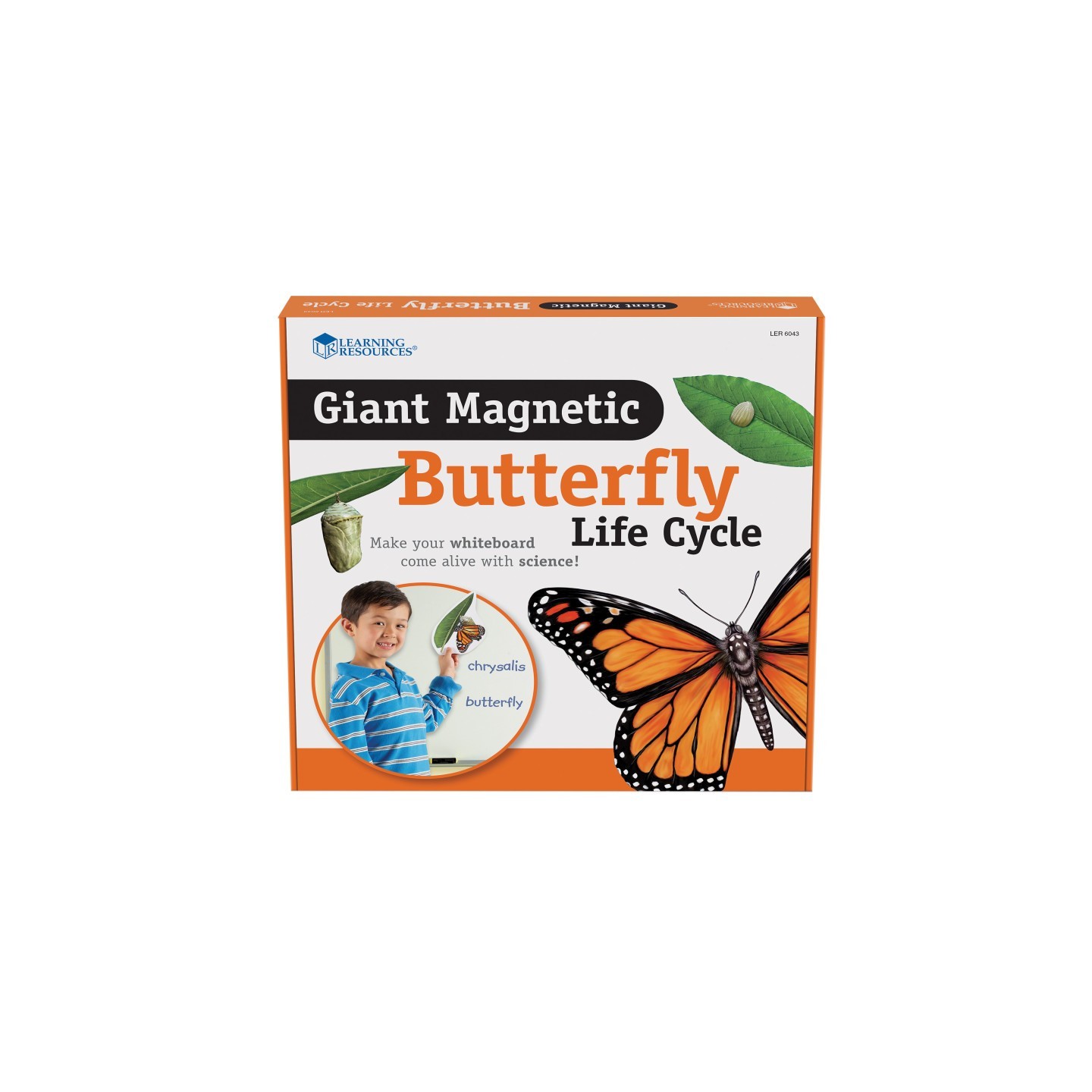 Learning Resources Giant Magnetic Butterfly Life Cycle, Set of 9