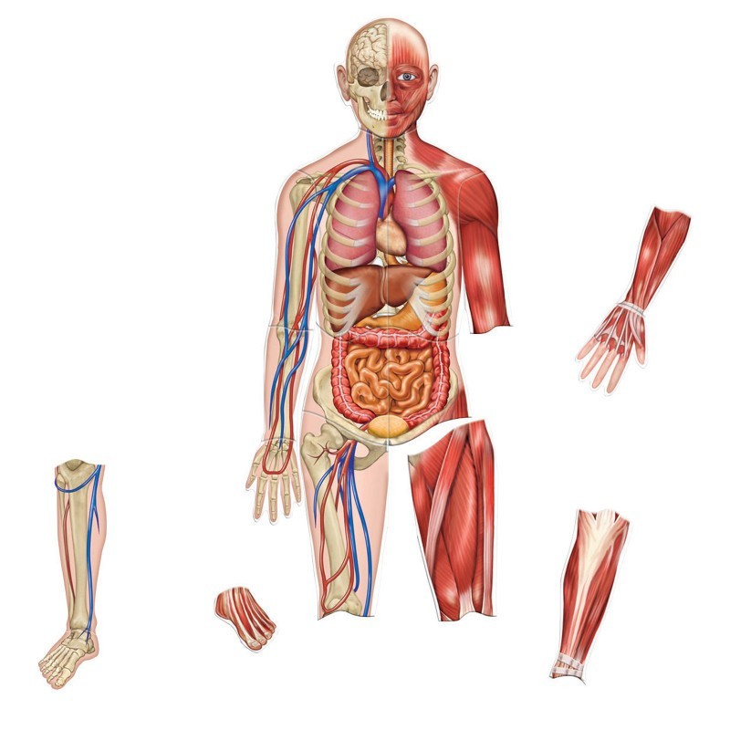 Learning Resources Double-Sided Magnetic Human Body Set, 17 Pieces