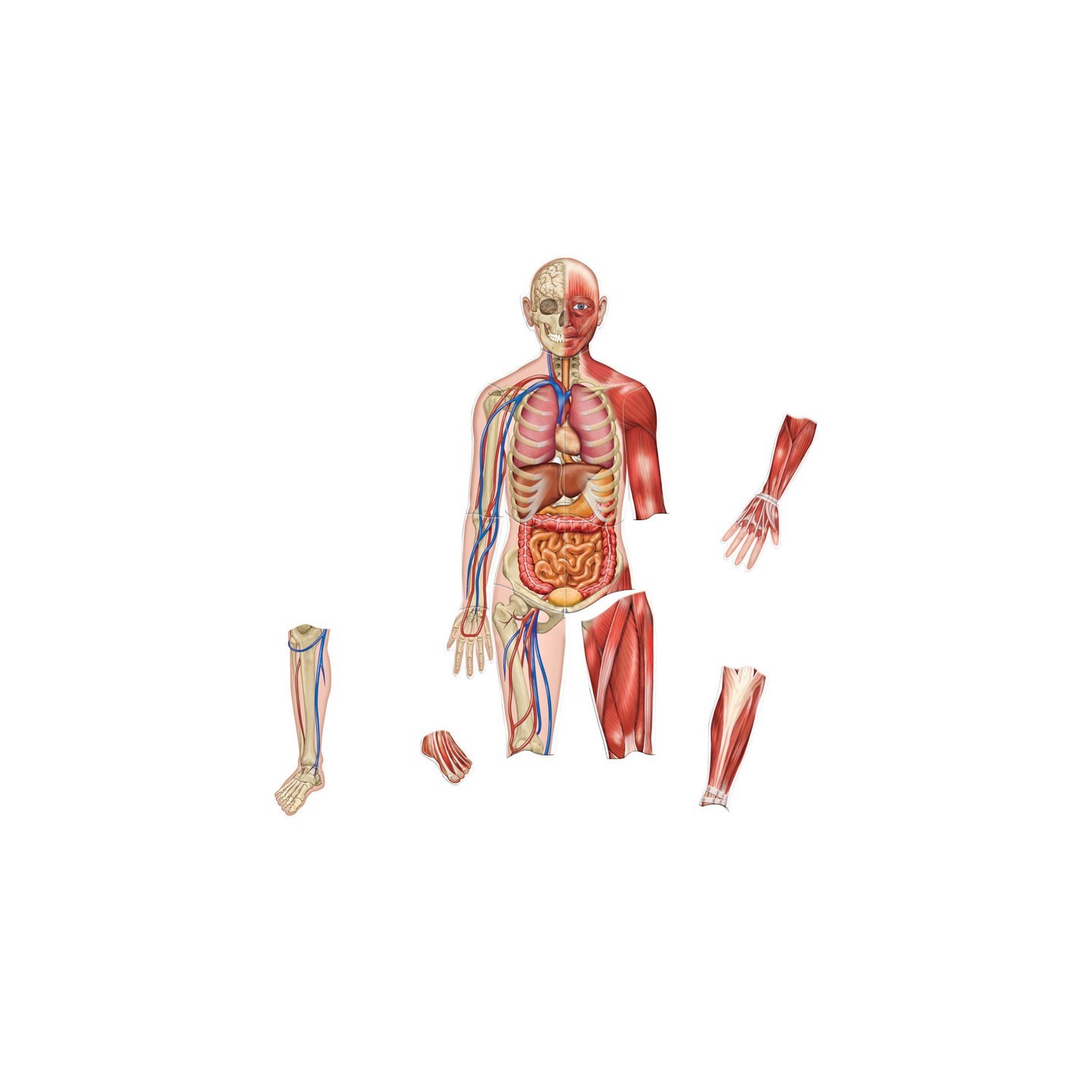 Learning Resources Double-Sided Magnetic Human Body Set, 17 Pieces