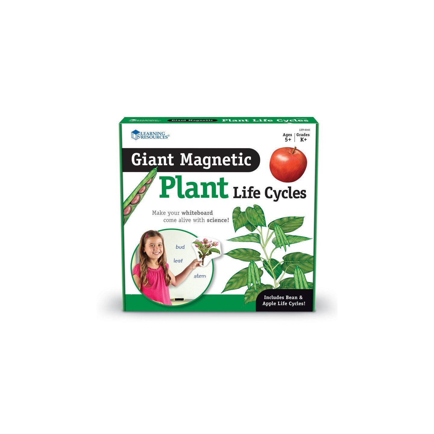 Learning Resources Giant Magnetic Plant Life Cycle, Set of 12