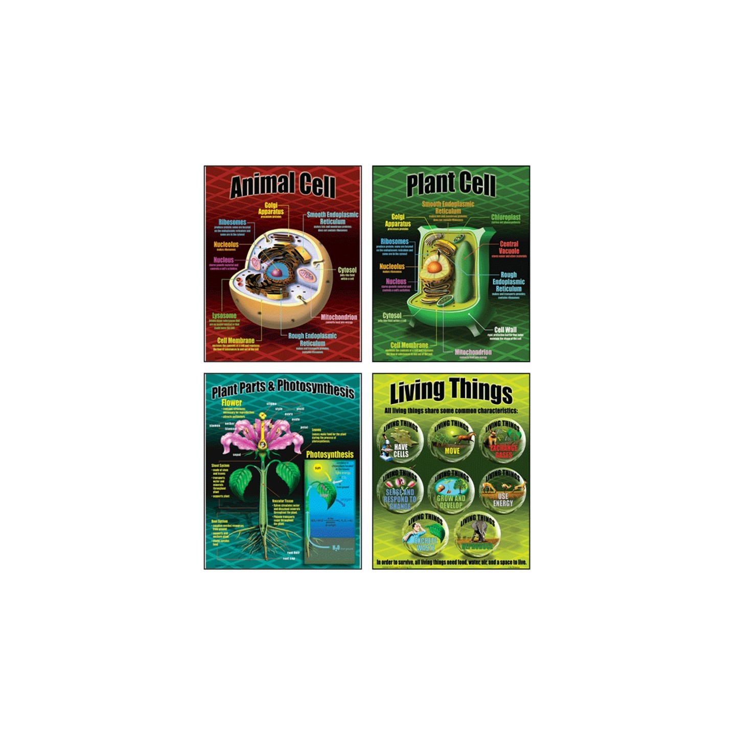 McDonald Publishing Life Science Posters, Set of 4