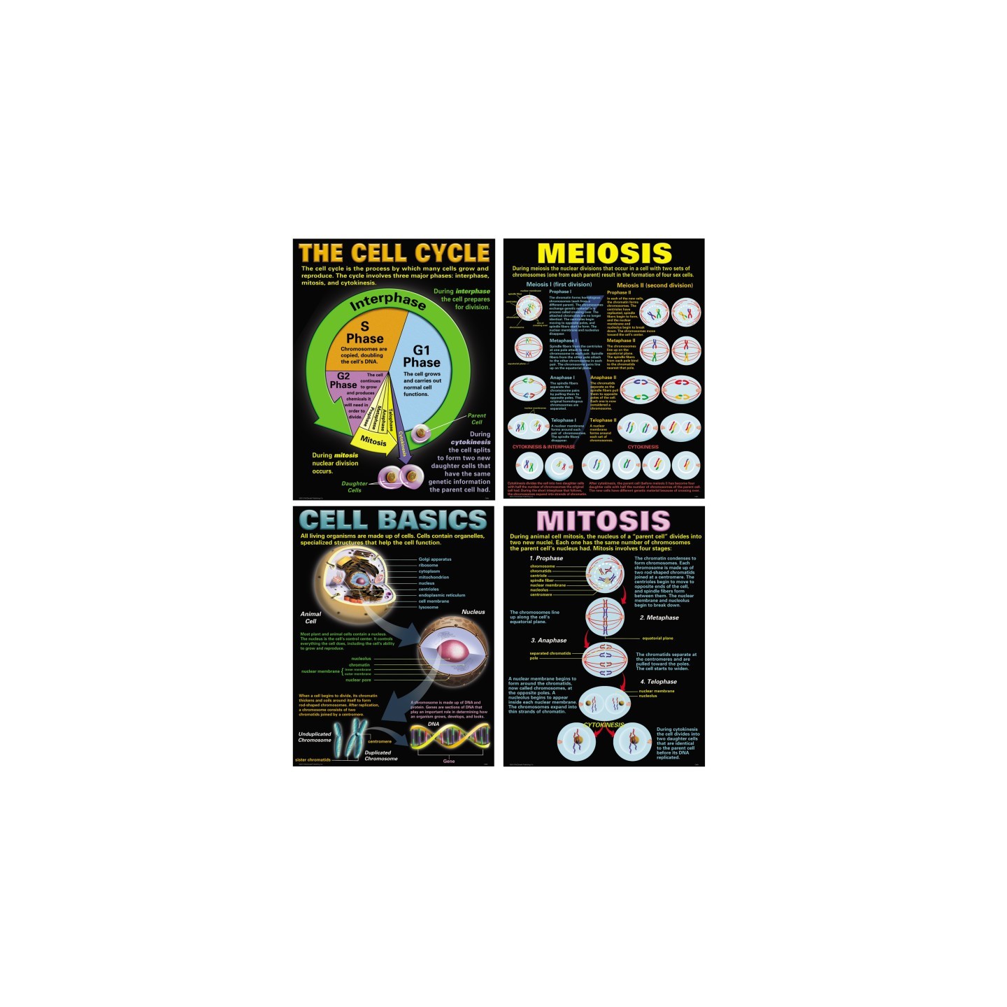 McDonald Publishing Cells Posters, Set of 4