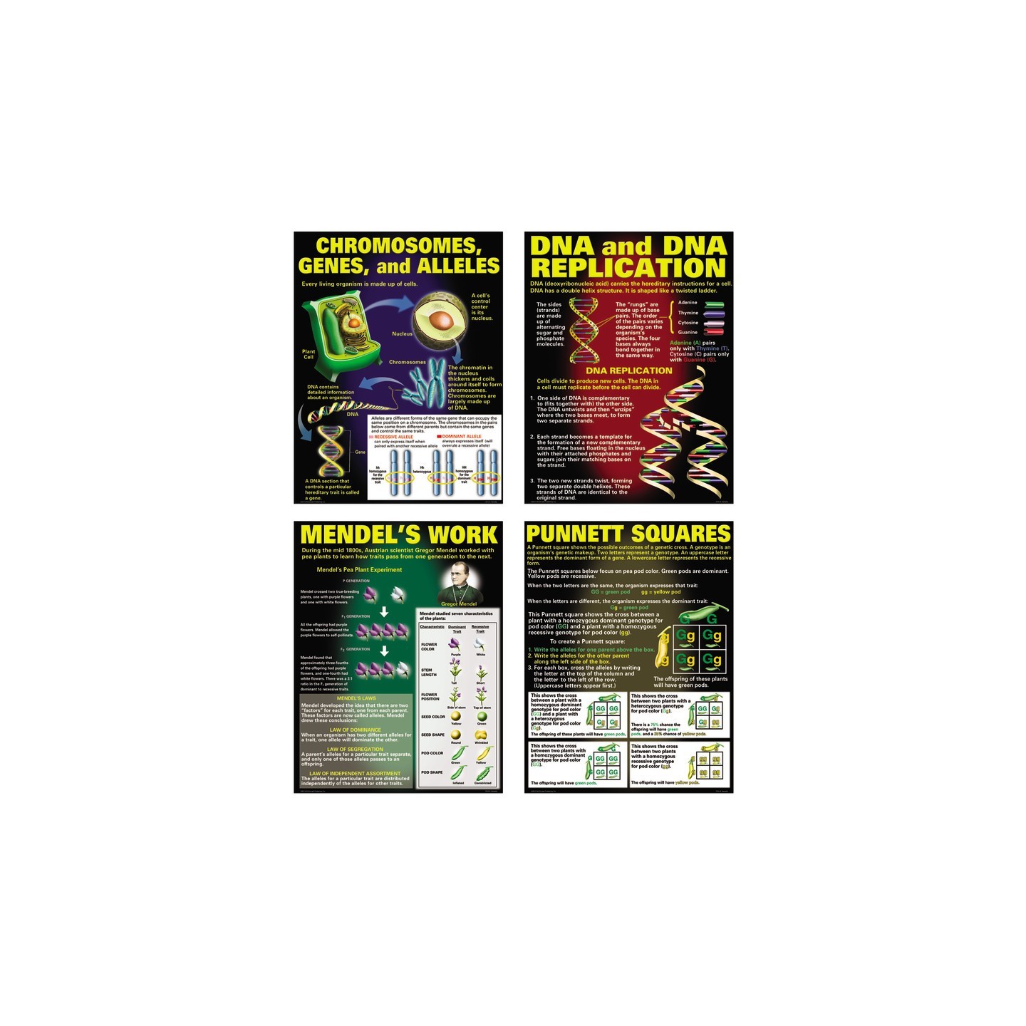 McDonald Publishing DNA & Heredity Posters, Set of 4