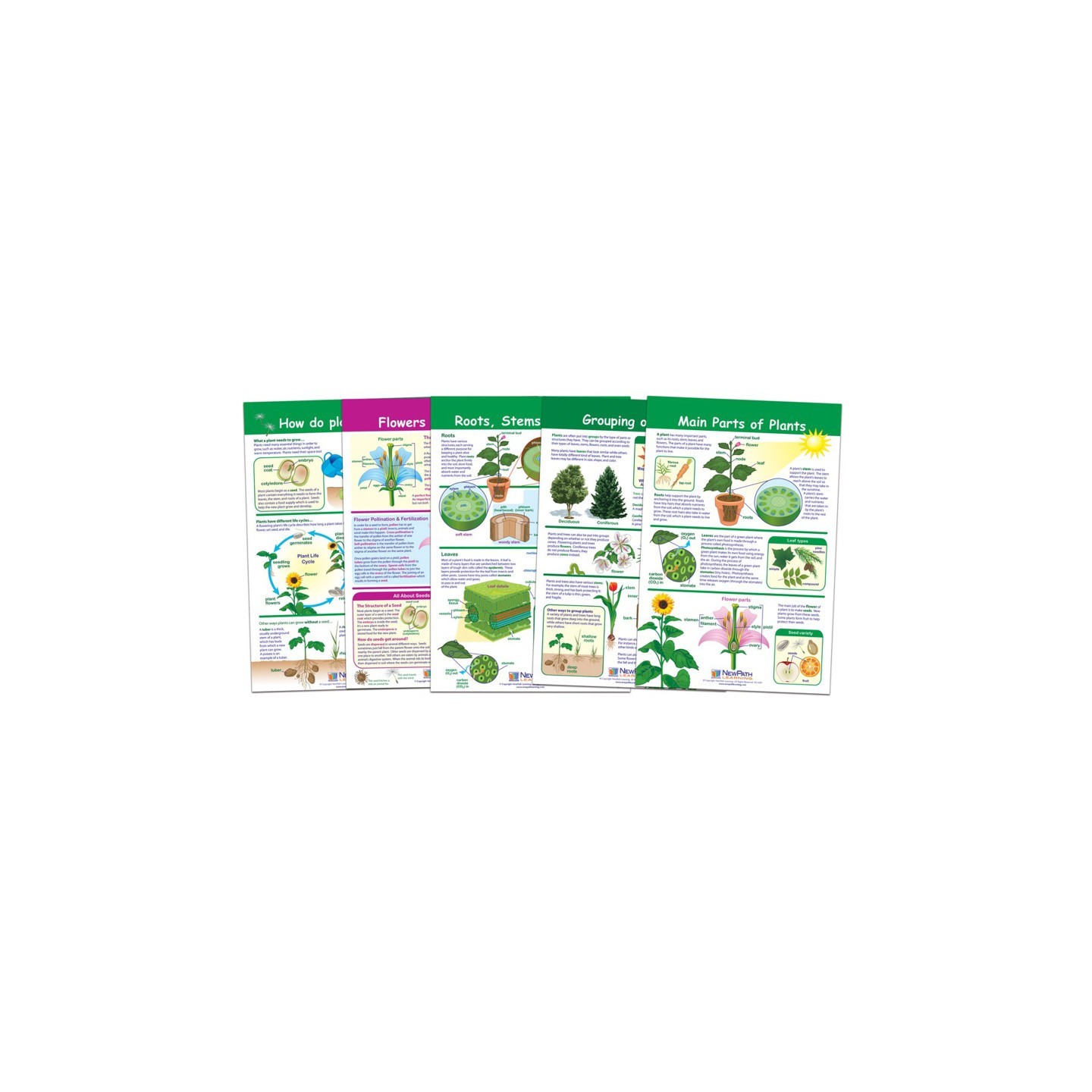 NewPath Learning All About Plants Bulletin Board Charts, Set of 5