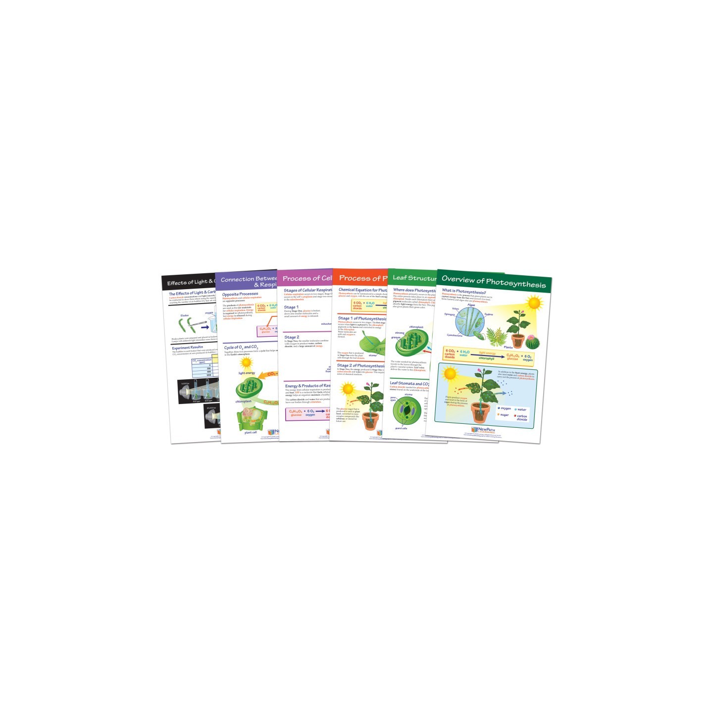 NewPath Learning Photosynthesis Bulletin Board Chart Set, Grades 3-5