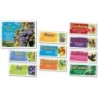 North Star Teacher Resources Fruit of the Spirit Bulletin Board Set