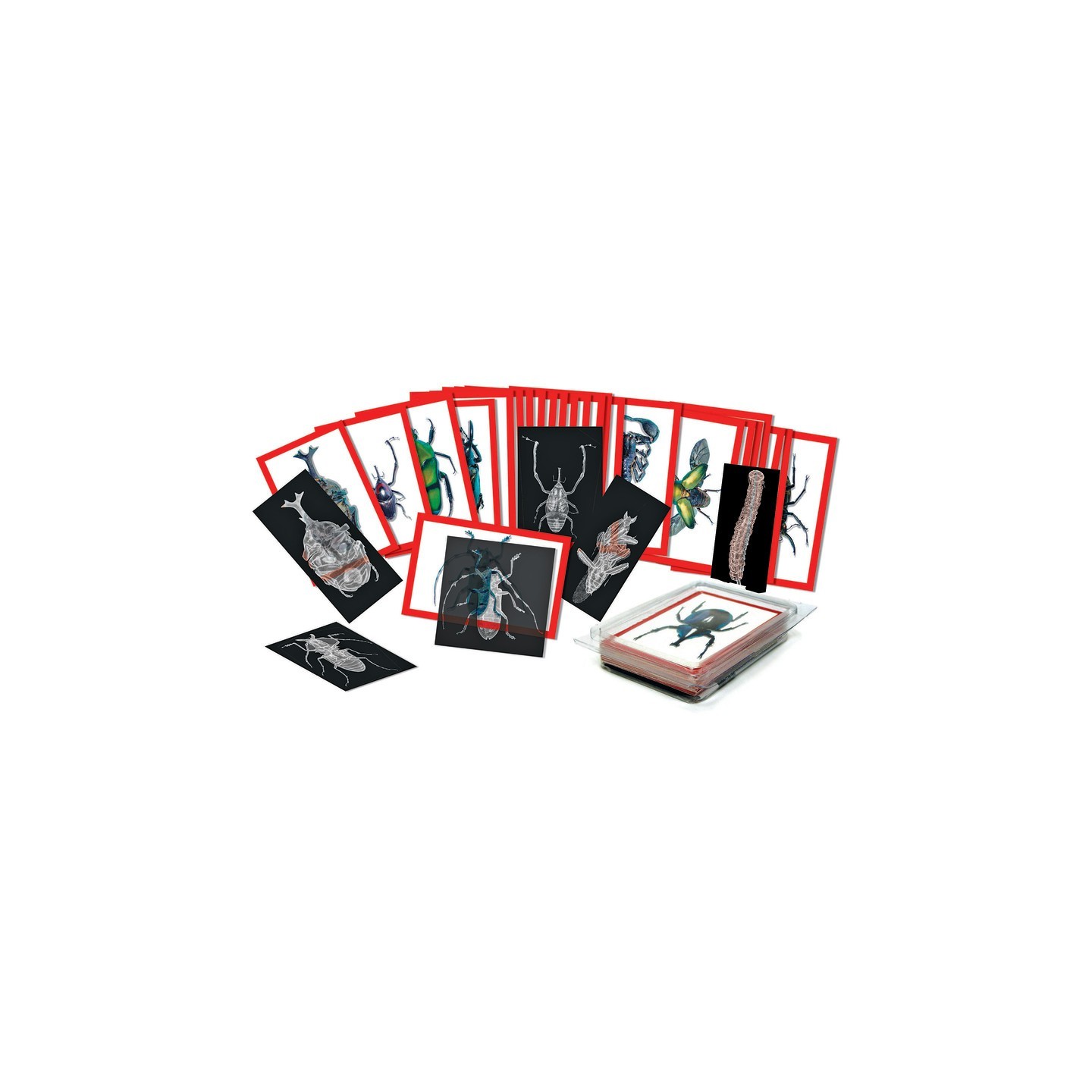 Roylco® Insect X-rays and Picture Cards, Pack of 36