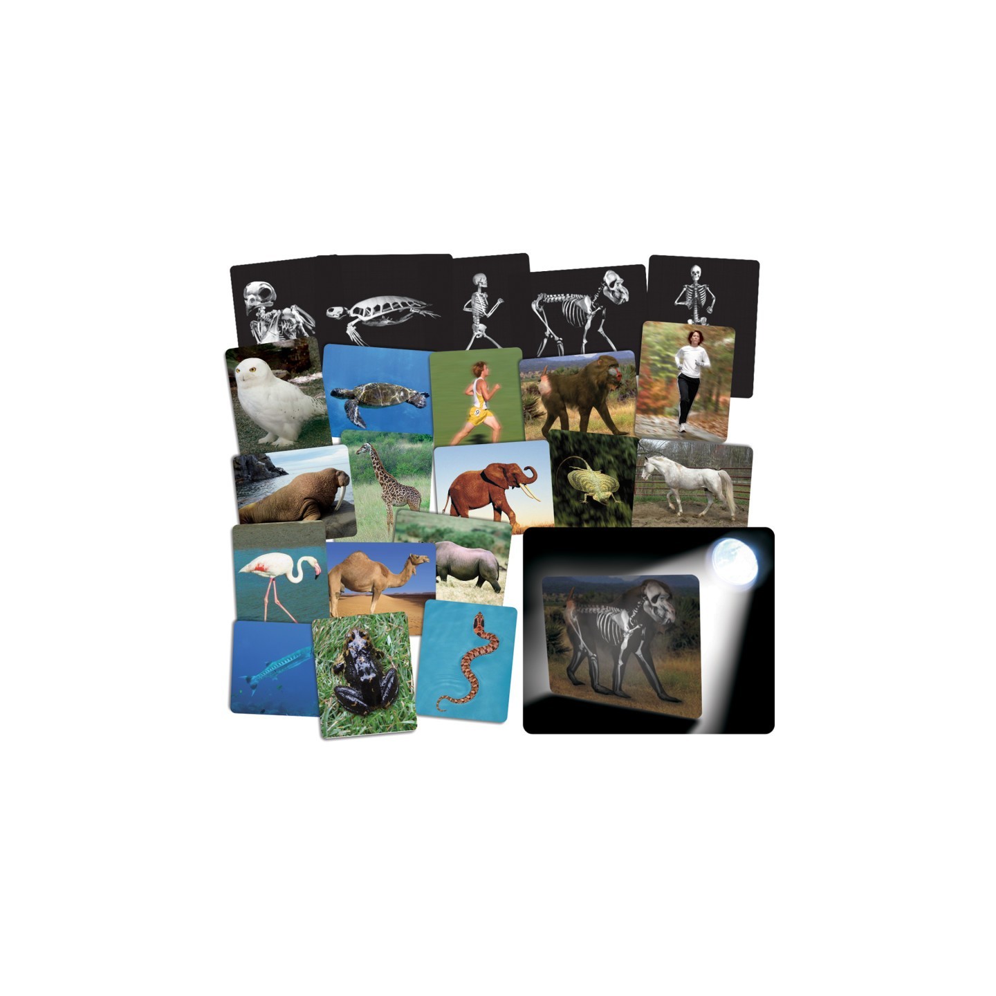 Roylco® What’s Inside Animals Card Set