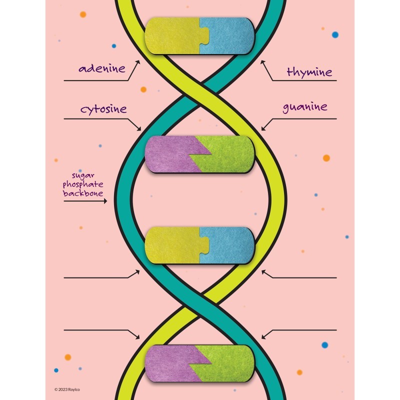 Roylco® DNA Builder, 9 Pieces