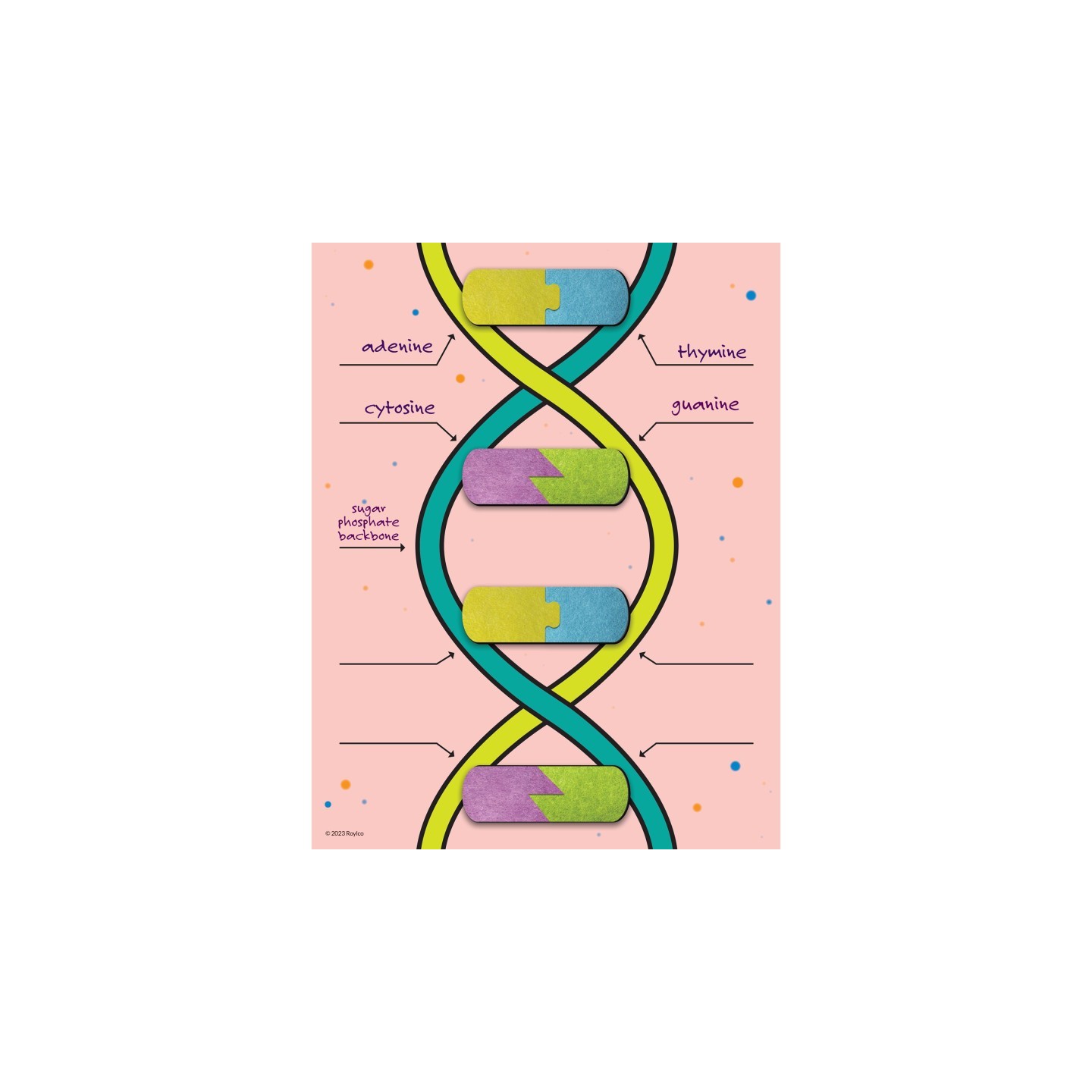 Roylco® DNA Builder, 9 Pieces