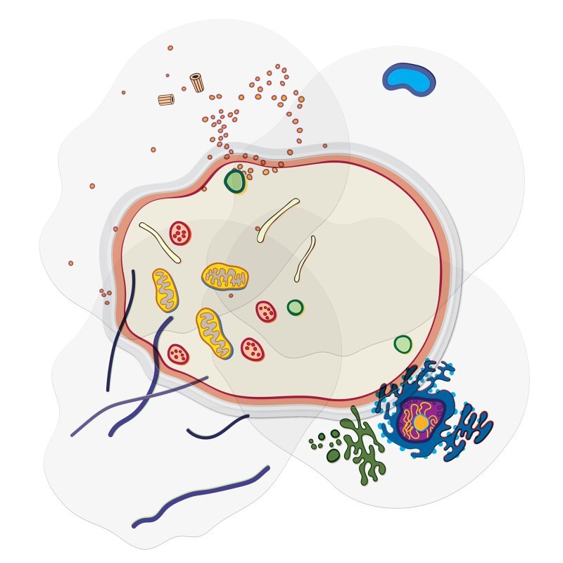 Roylco® See-Through Animal Cell Builder