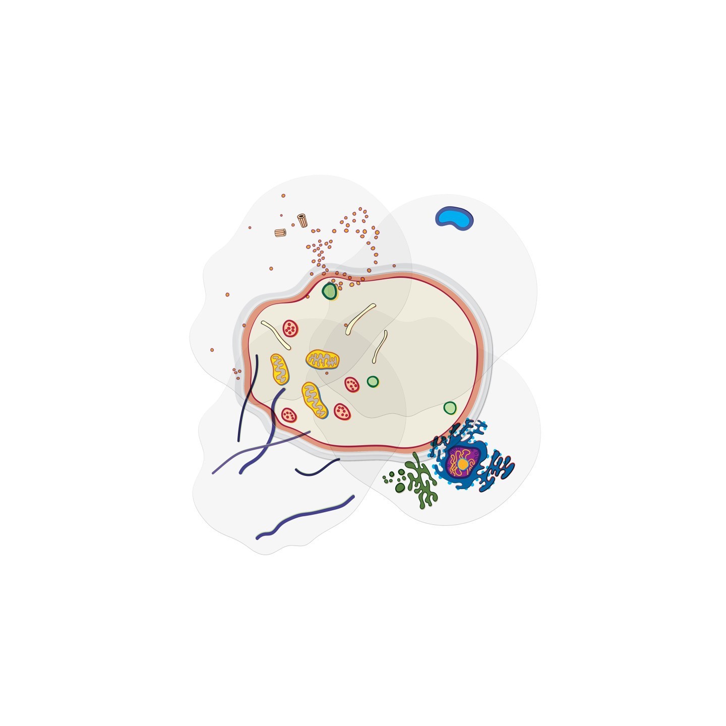 Roylco® See-Through Animal Cell Builder