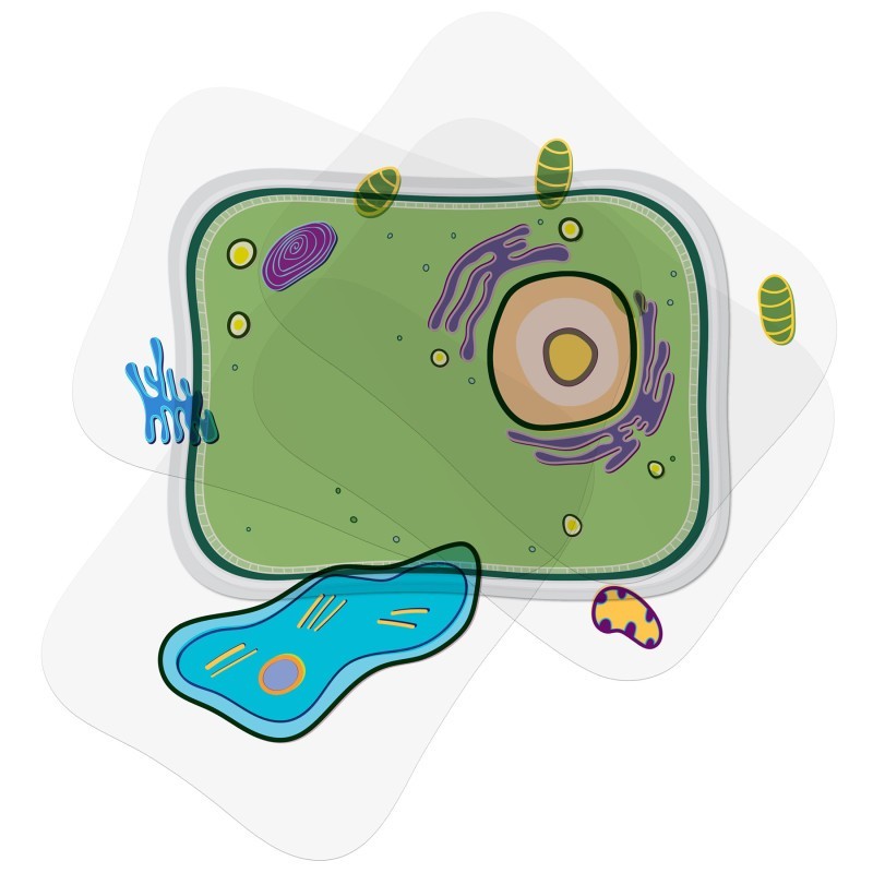 Roylco® See-Through Plant Cell Builder