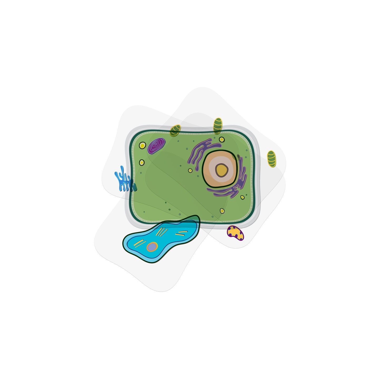Roylco® See-Through Plant Cell Builder
