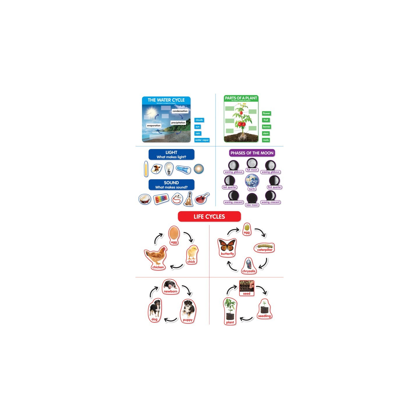Scholastic Teaching Solutions Early Science Concepts Bulletin Board Set
