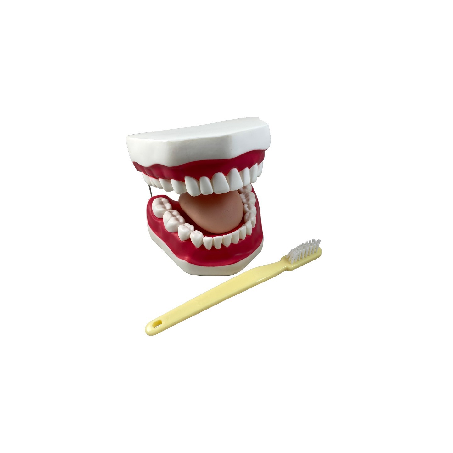 Supertek® Oral Hygiene Model with Key