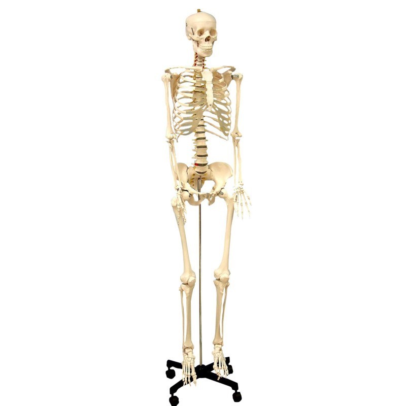 Supertek® Life Size Human Skeleton Model with Key, Rod Mount