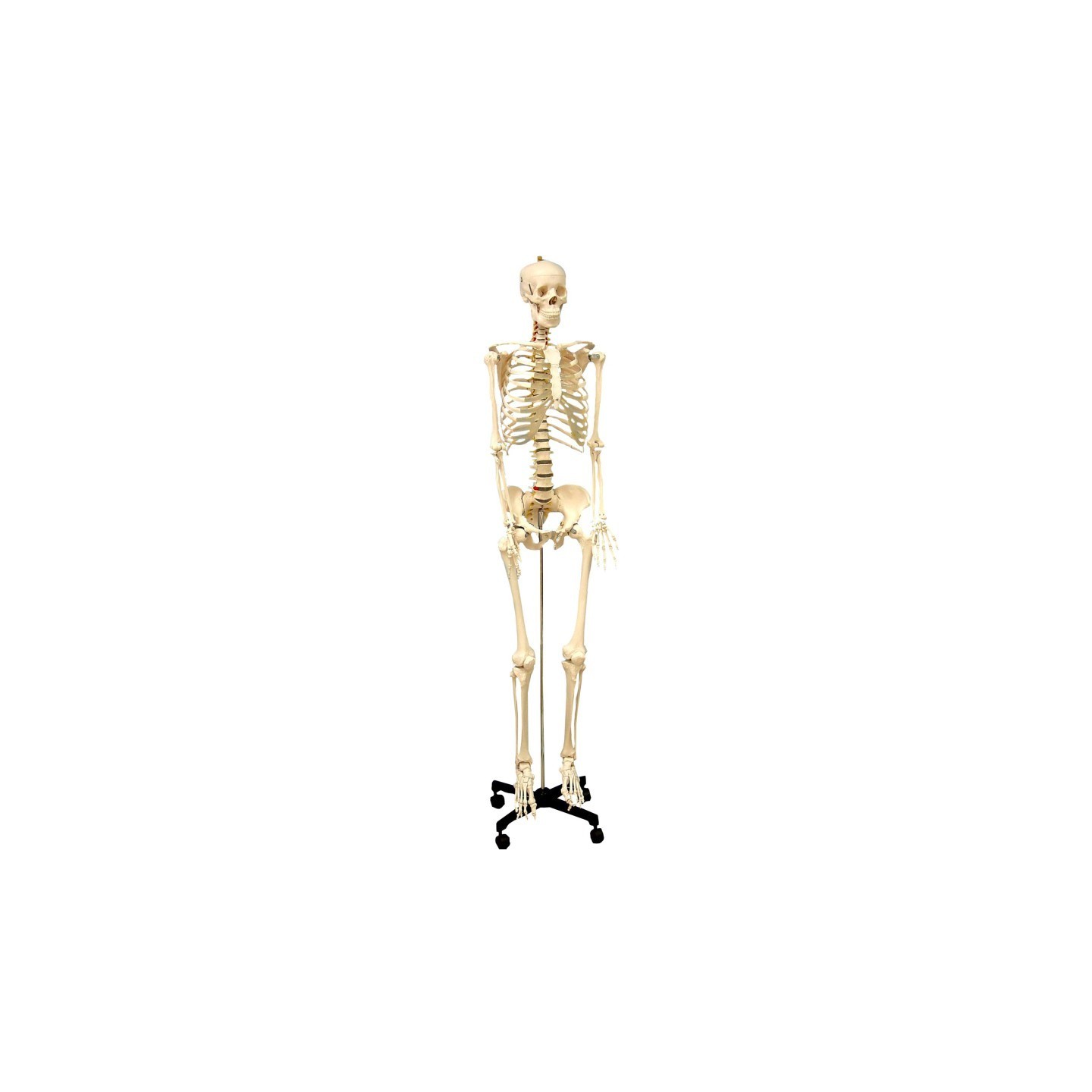Supertek® Life Size Human Skeleton Model with Key, Rod Mount