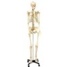 Supertek® Life Size Human Skeleton Model with Key, Rod Mount