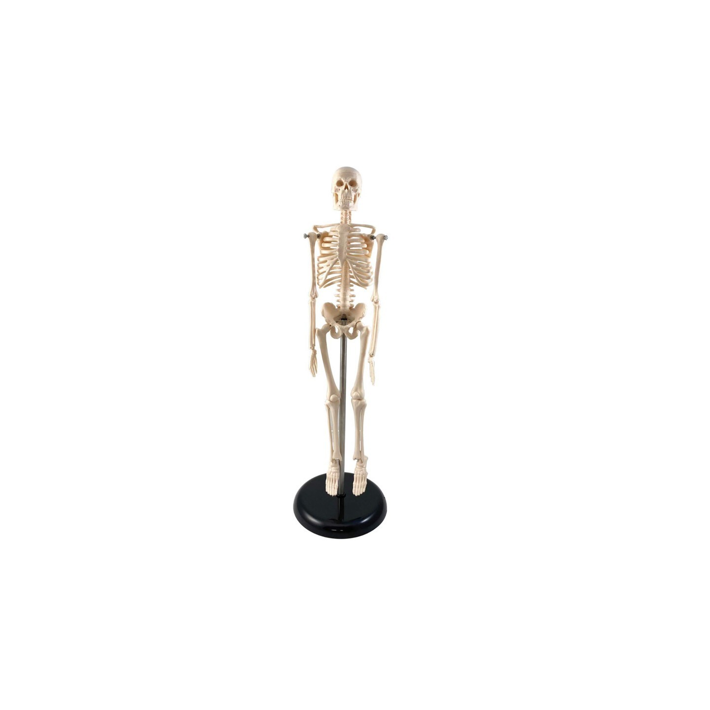 Supertek® Human Skeleton Model with Key, 17"