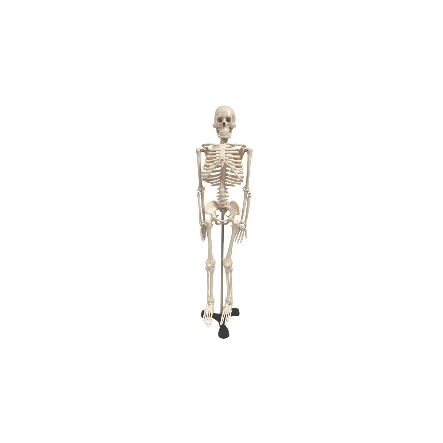 Supertek® Human Skeleton Model with Key, 34"