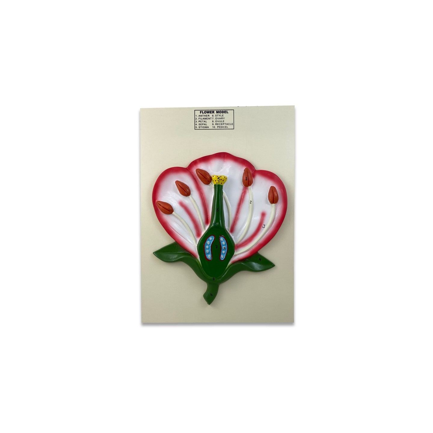 Supertek® 3-D Flower Model