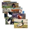 Stages Learning Materials Farm Animal Real Life Learning Poster Set, Set of 10