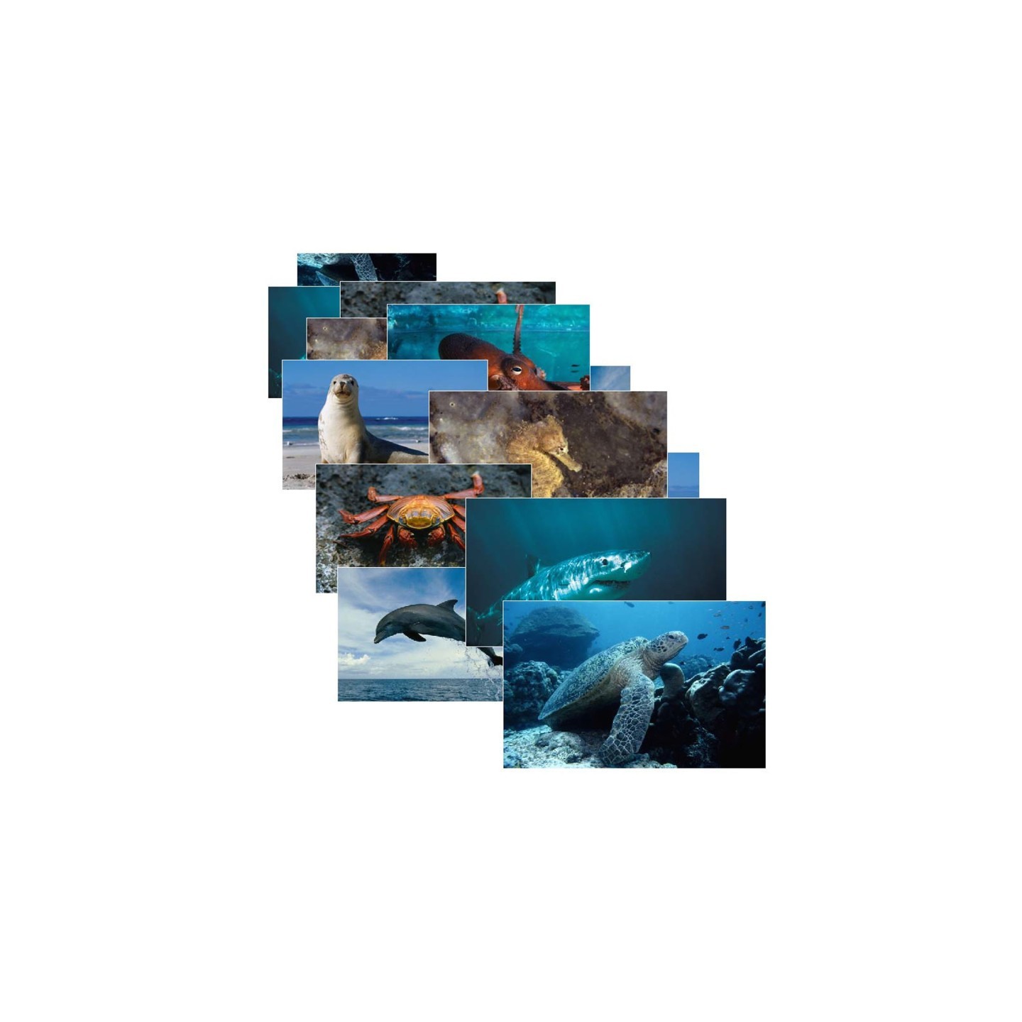 Stages Learning Materials Sea Life Poster Set, Set of 14