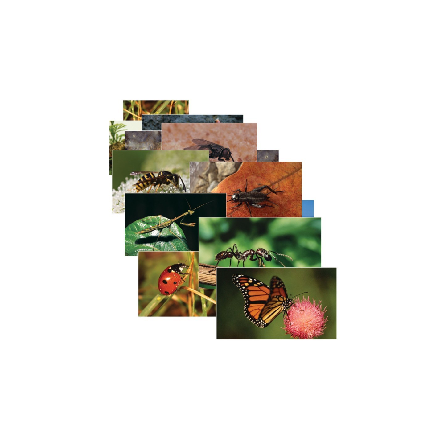 Stages Learning Materials Insects & Bugs Real Life Learning Poster Card Set, Set of 14