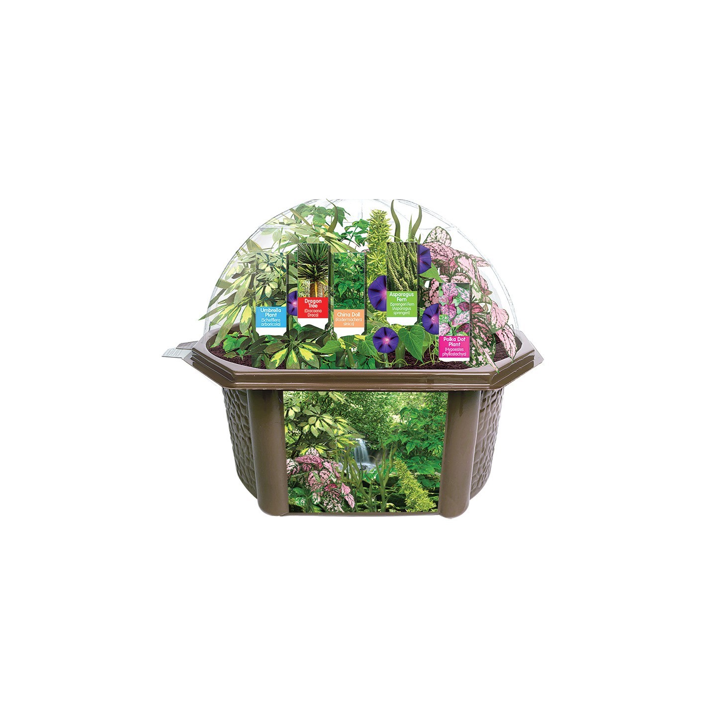 Fernroot Rainforest Biosphere