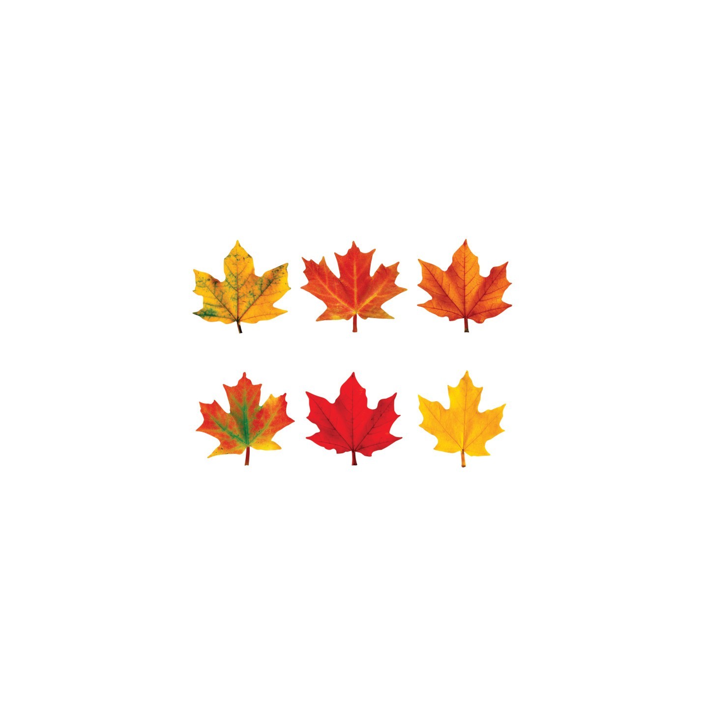 TREND Maple Leaves Mini Accents Variety Pack, 36 ct