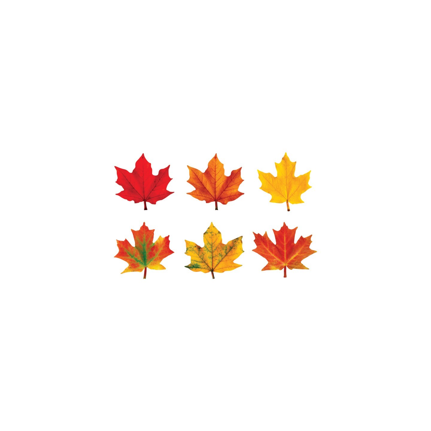 TREND Maple Leaves Classic Accents® Variety Pack, 36 ct