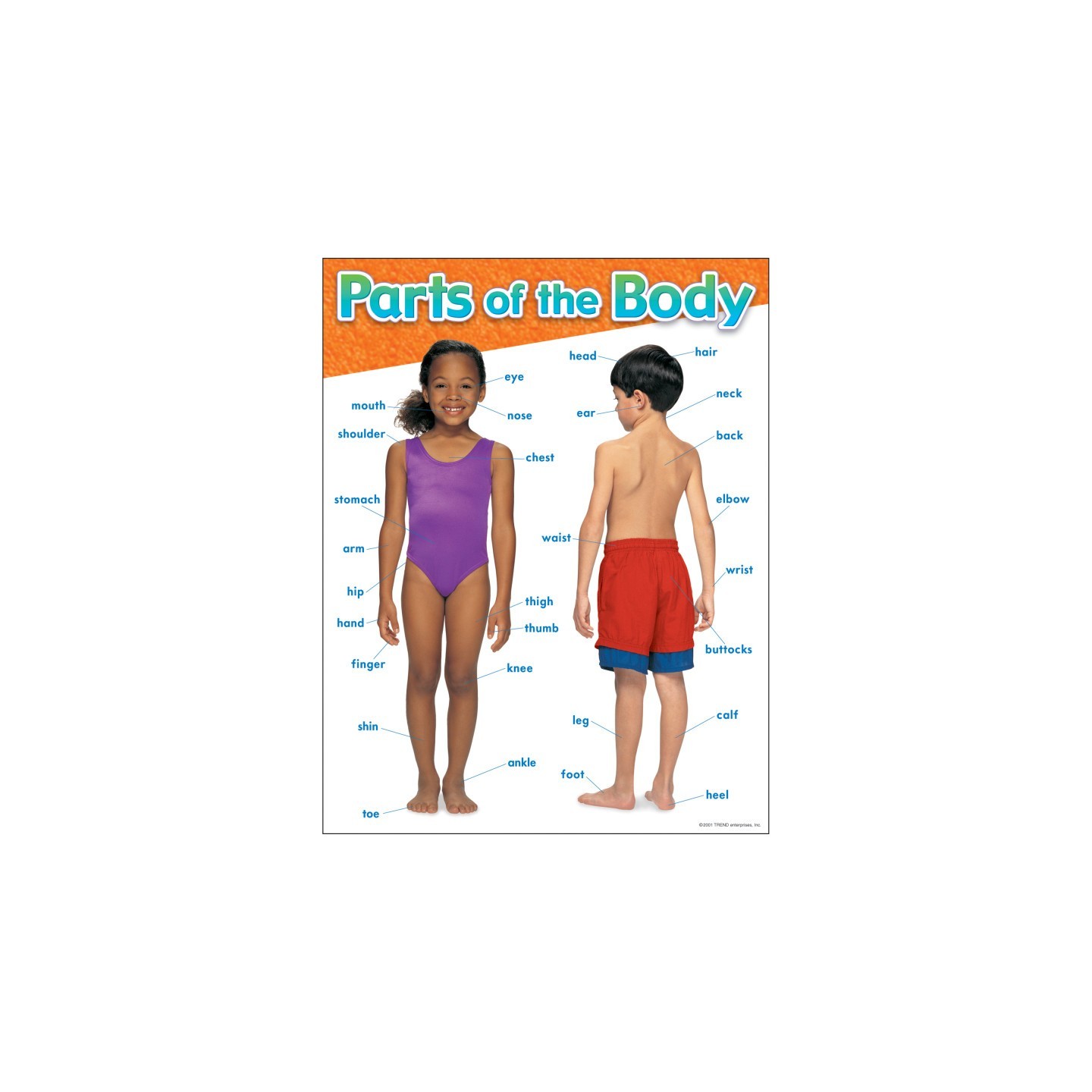 TREND Parts of the Body Learning Chart, 17" x 22"