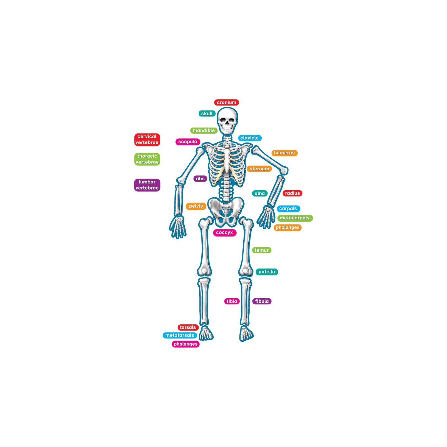 Teacher Created Resources® Human Skeleton Magnetic Accents
