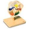 Learn Well Rotating Bead Wheel