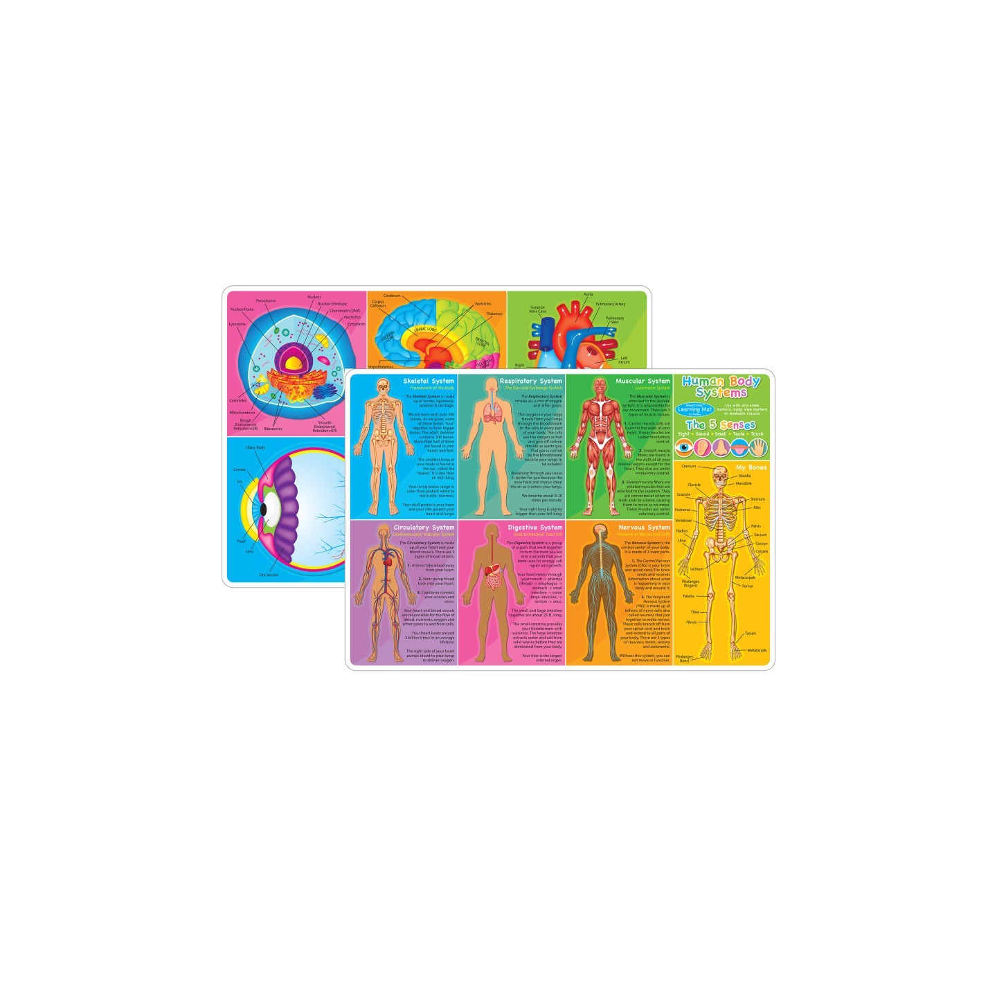 Ashley Productions® Smart Poly™ Learning Mat, 12" x 17", Double-Sided, Human Body Systems & Anatomy