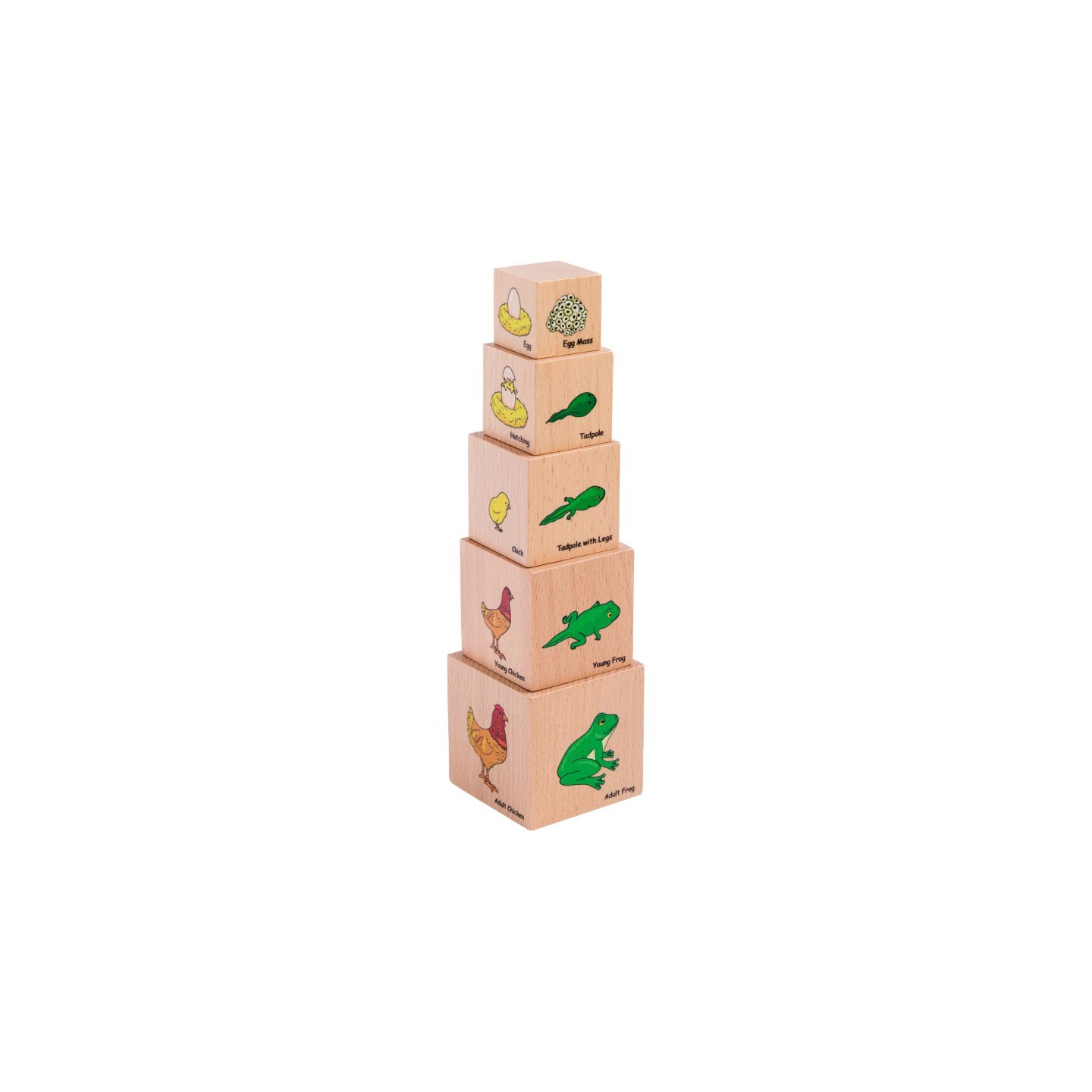 The Freckled Frog Lifecycle Wooden Blocks - Set of 5